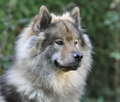 Eurasier - Szczenięta na Sprzedaż