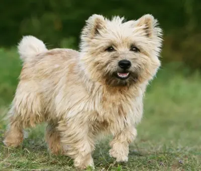 Cairn Terrier - Szczenięta na Sprzedaż