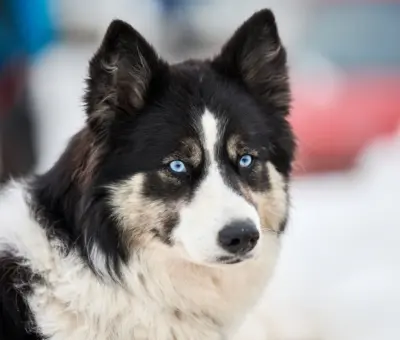 Łajka Jakucka - Szczenięta na Sprzedaż