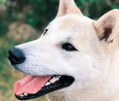 Jindo