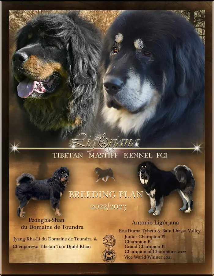 Suczki mastif tybetański szczenięta FCI Przeczyce •