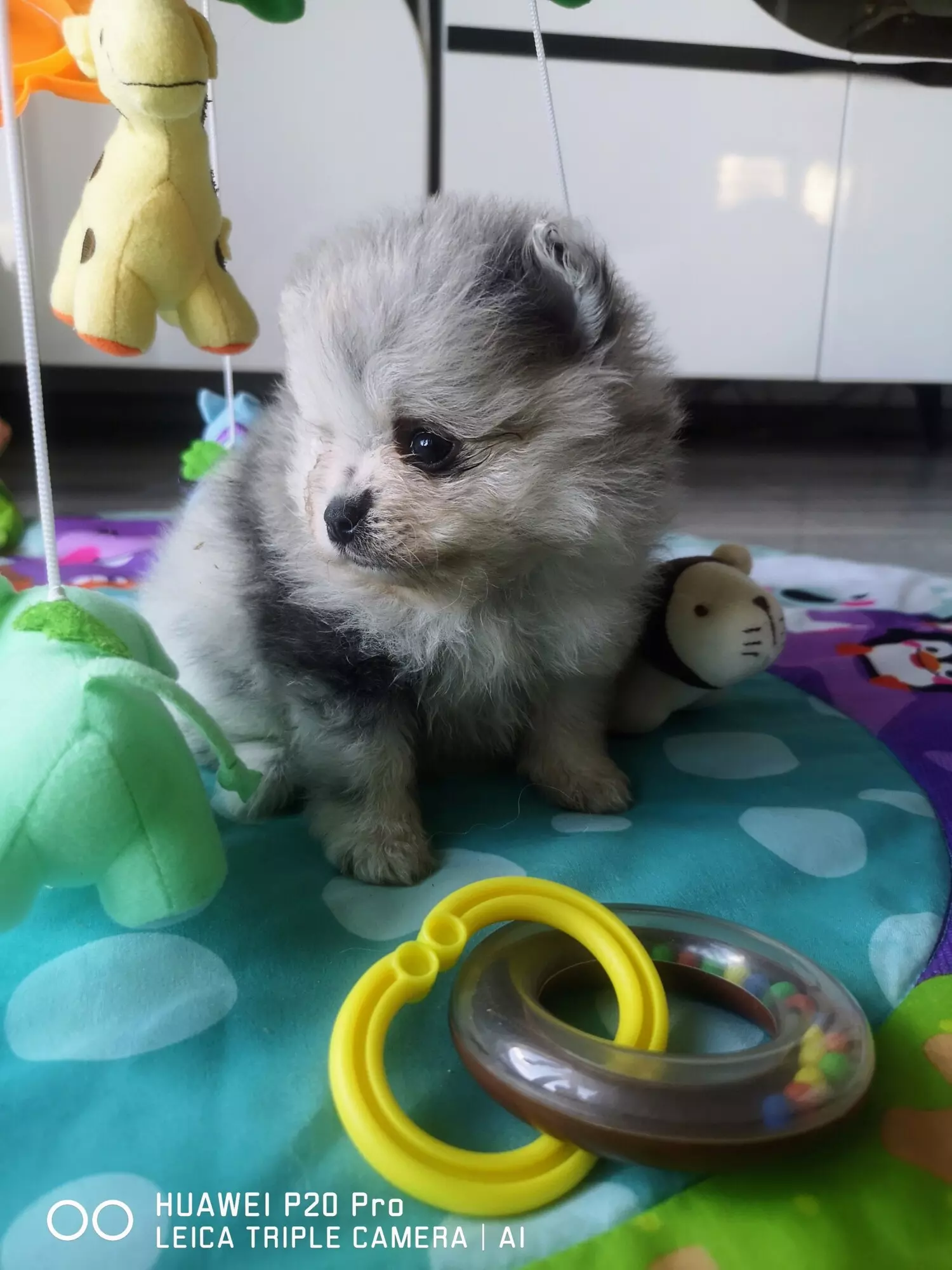 Blue merle pomsky shops for