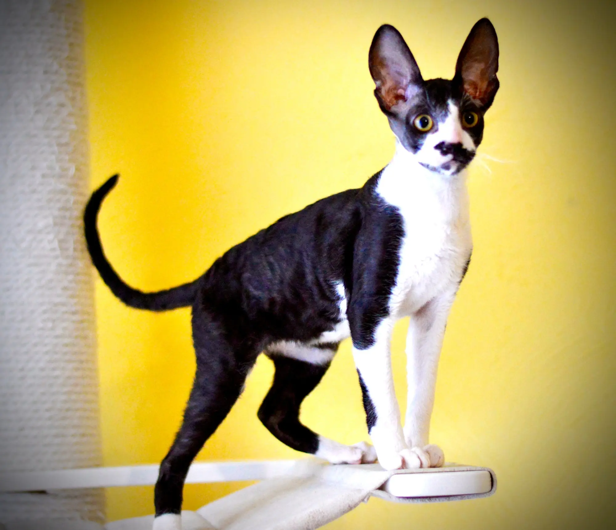 Przepiękny kocurek Toruń • petso.pl