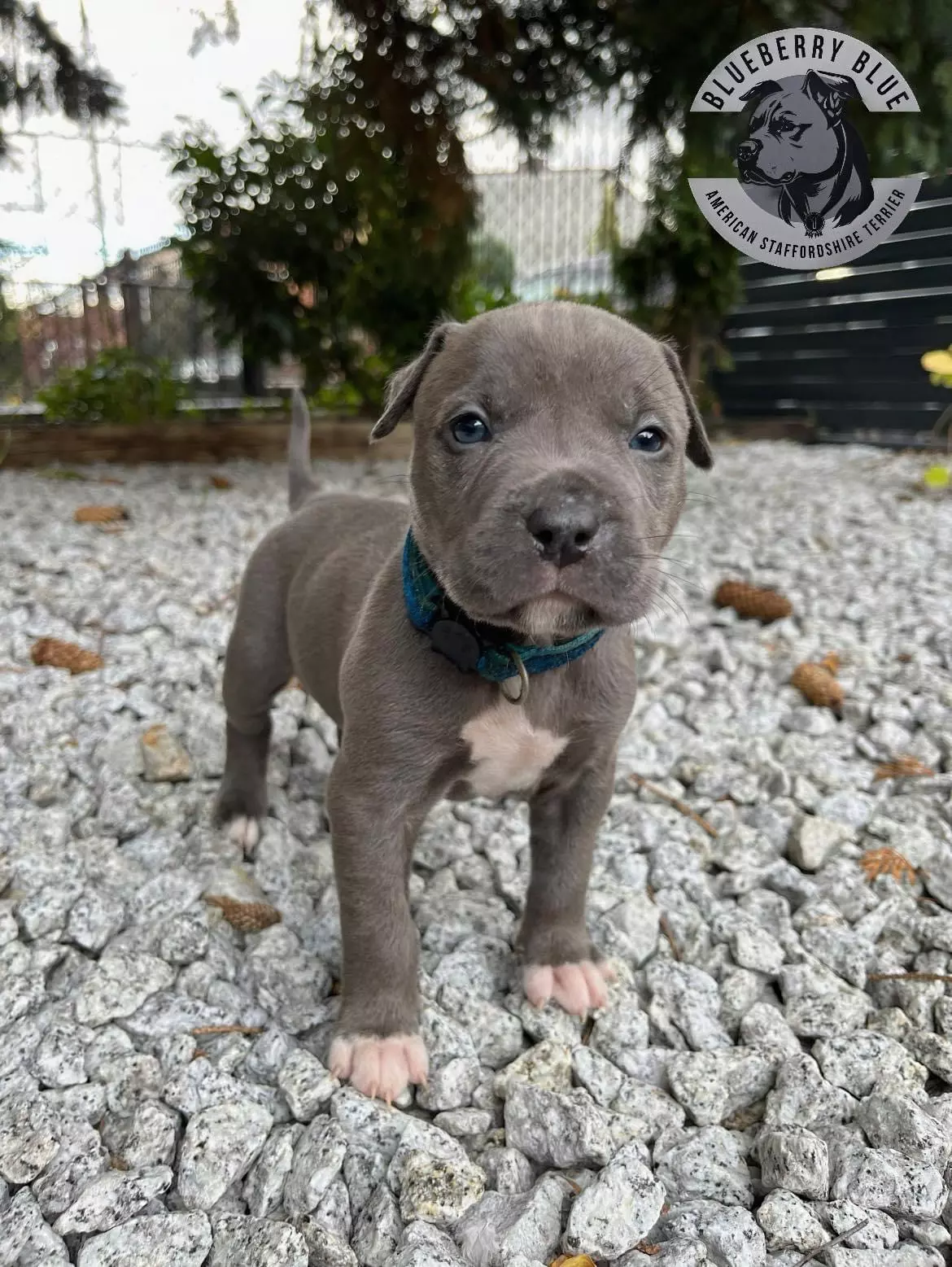 Pitbull fashion staffordshire blue