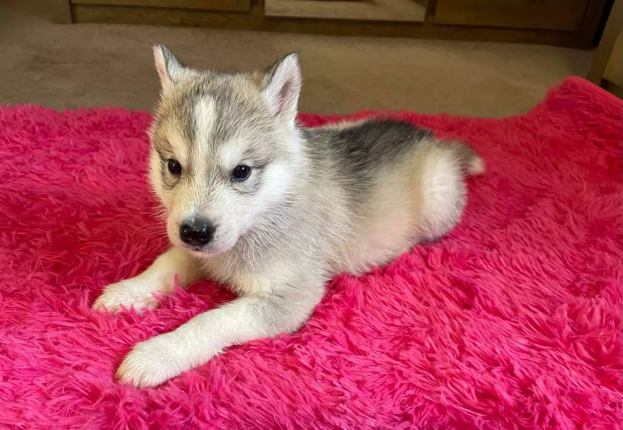 Husky Siberian- obiecujący piesek gotowy do odbioru Buk • petso.pl