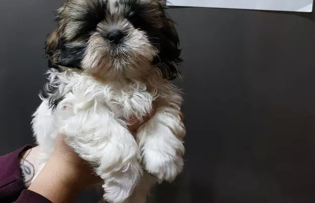 Śliczne Shih-tzu 4