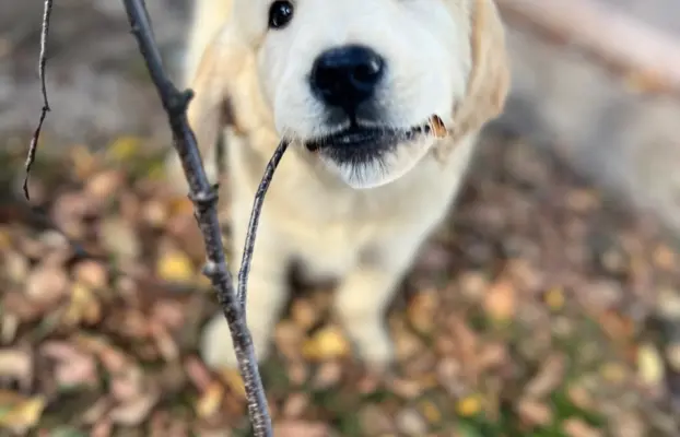 Golden Retriever piękny samiec do odbioru 1