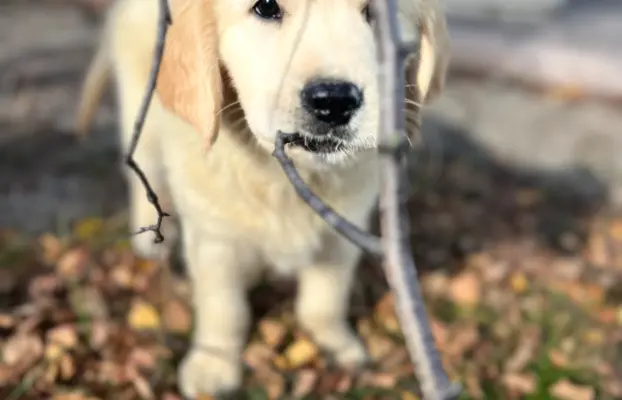 Golden Retriever piękny samiec do odbioru 2