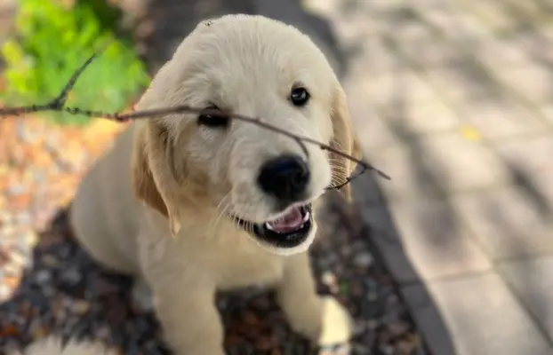 Golden Retriever piękny samiec do odbioru 3
