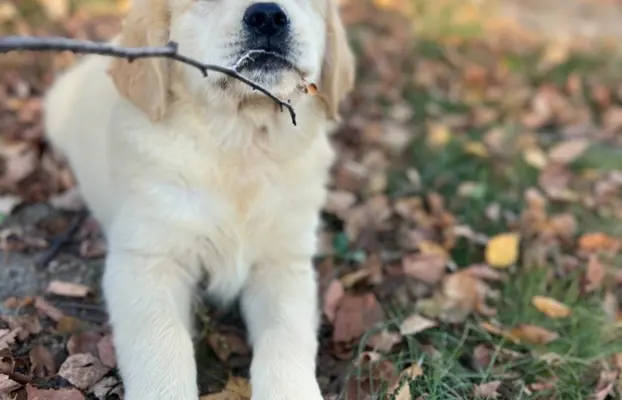 Golden Retriever piękny samiec do odbioru 4