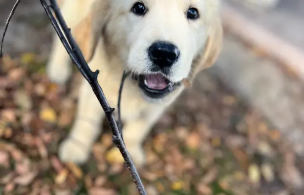 Golden Retriever piękny samiec do odbioru 5