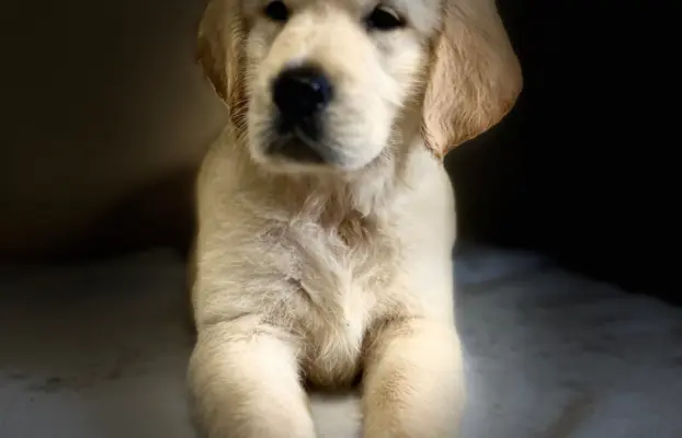 Golden Retriever piękny samiec do odbioru 6