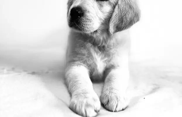 Golden Retriever piękny samiec do odbioru 7