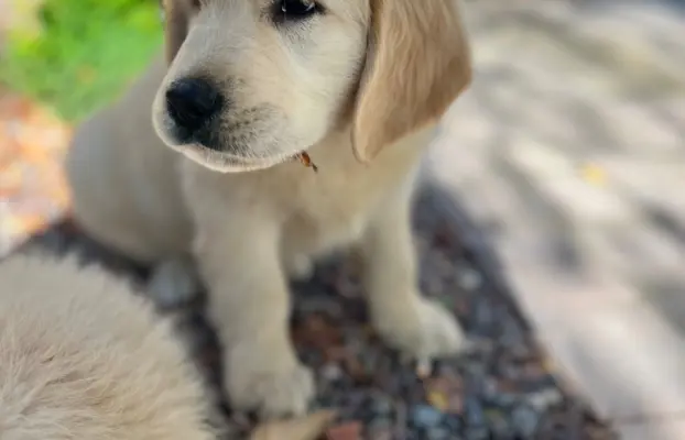Golden Retriever piękny samiec do odbioru 8