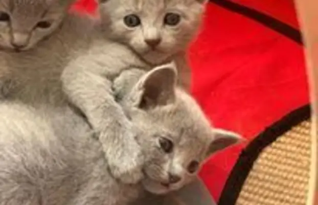 Ostatnia kotka Rosyjska niebieska 2