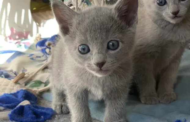 Ostatnia kotka Rosyjska niebieska 3