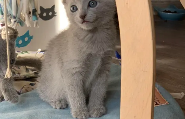 Ostatnia kotka Rosyjska niebieska 4