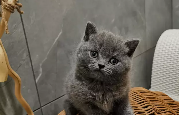 Kot Brytyjski kocurek kotka 3