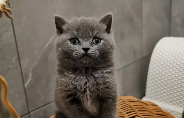 Kot Brytyjski kocurek kotka 7