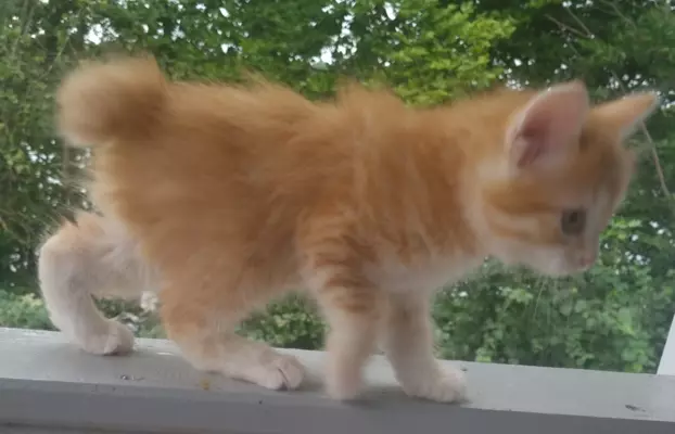 Kurylski Bobtail , mały RYŚ w domu 3