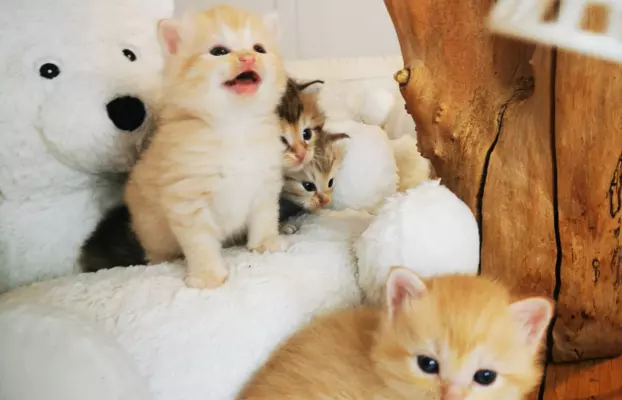 Kurylski Bobtail , mały RYŚ w domu 4