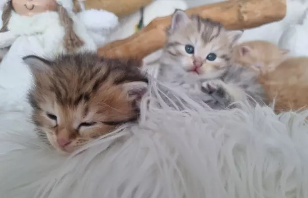 Kurylski Bobtail , mały RYŚ w domu 7