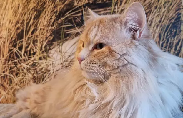 Kurylski Bobtail , mały RYŚ w domu 10