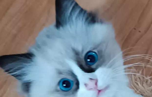 Piękna Abby 4