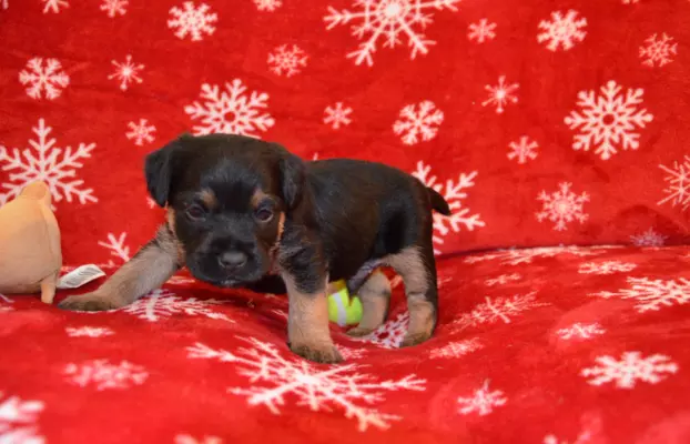Border Terrier szczenię, FCI ZKwP, wolne od slem 4