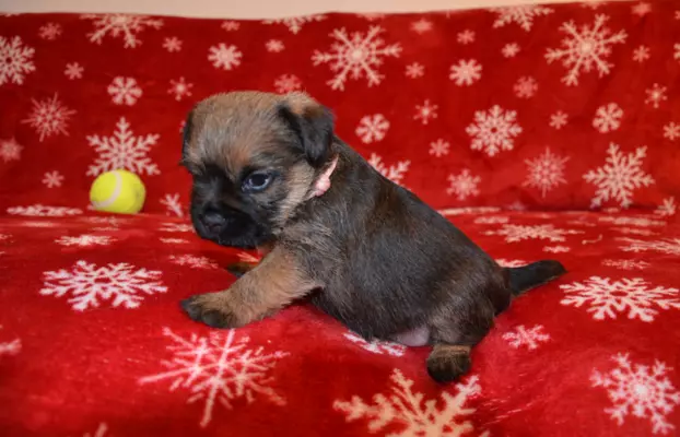 Border Terrier szczenię, FCI ZKwP, wolne od slem 6