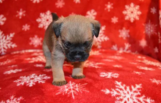 Border Terrier szczenię, FCI ZKwP, wolne od slem 7