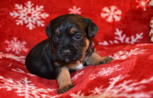 Border Terrier szczenię, FCI ZKwP, wolne od slem 9