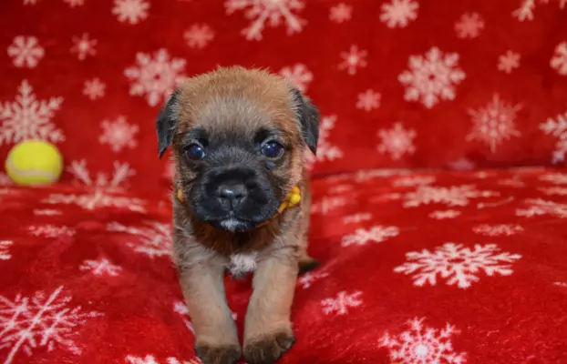Border Terrier szczenię, FCI ZKwP, wolne od slem 10