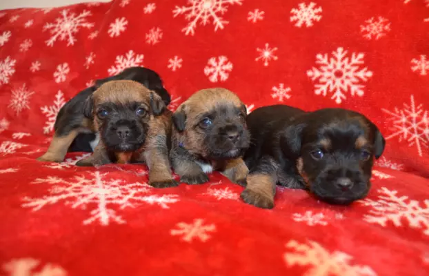 Border Terrier szczenię, FCI ZKwP, wolne od slem 1