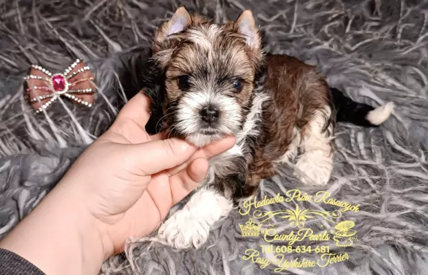 White Ocean Pearl Yorkshire Terrier-nie Biewer-piesek 1