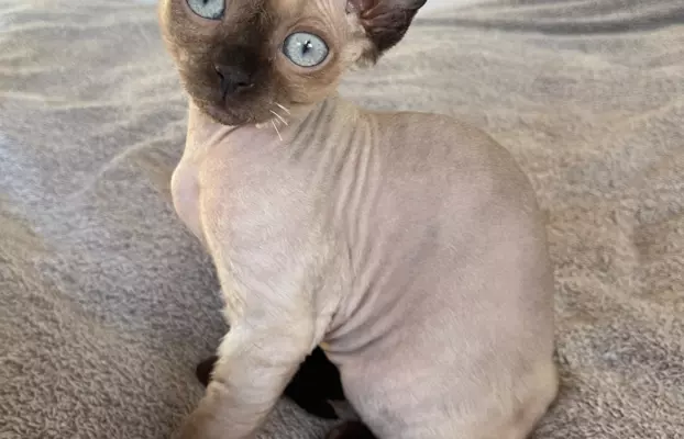 Kocurek devon rex 3