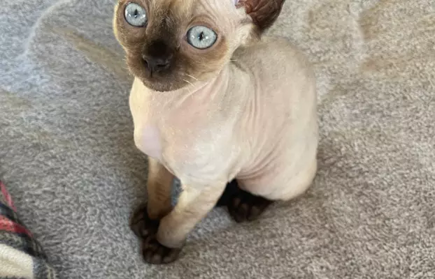 Kocurek devon rex 4