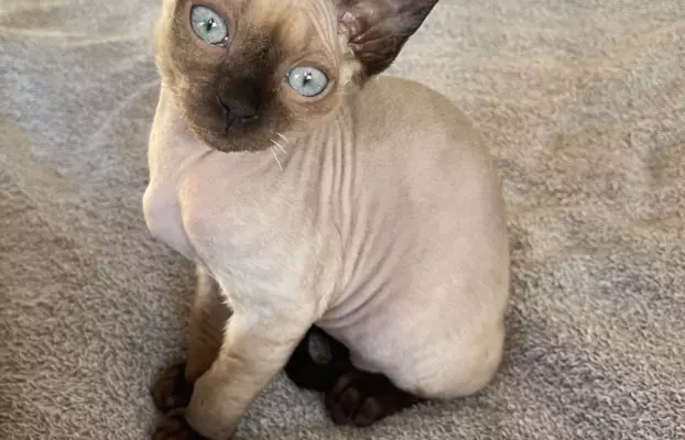 Kocurek devon rex 5