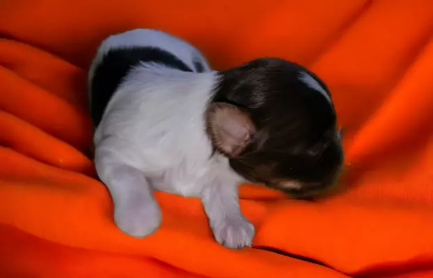 Piesek Yorkshire Terrier Biro 3