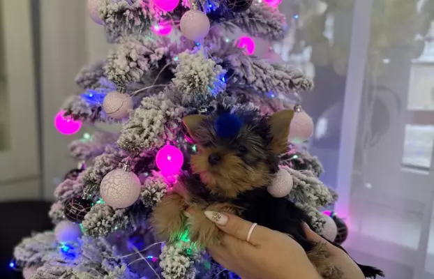 Szczenięta Yorkshire Terrier (z dokumentami) 6