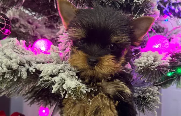 Szczenięta Yorkshire Terrier (z dokumentami) 1
