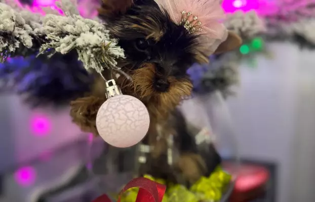 Szczenięta Yorkshire Terrier (z dokumentami) 4