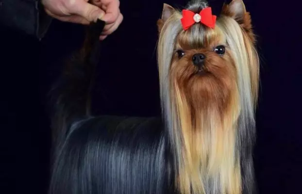 Szczenięta Yorkshire Terrier (z dokumentami) 7