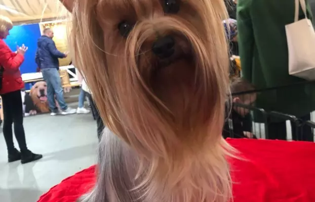 Szczenięta Yorkshire Terrier (z dokumentami) 8