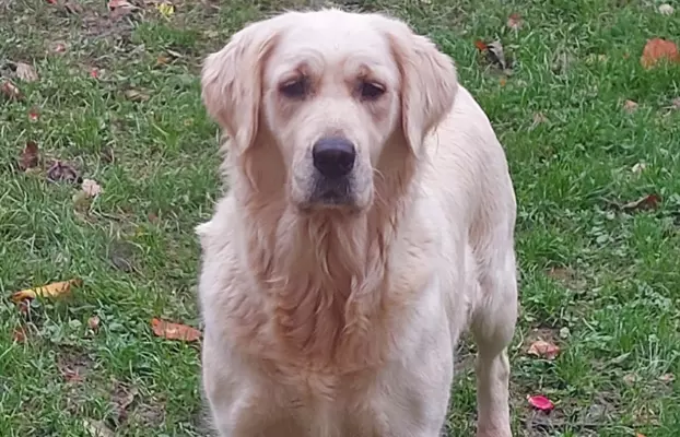 Golden retriever 7