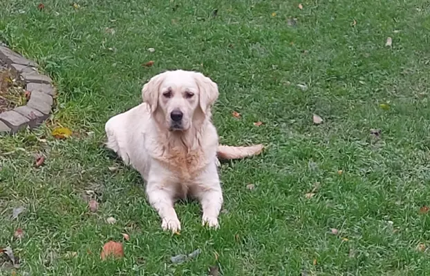 Golden retriever 8