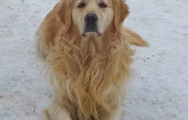 Golden retriever 10
