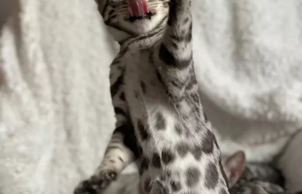 Srebrne kocięta bengalskie GLITTER 4
