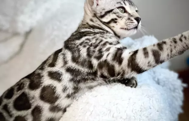 Srebrne kocięta bengalskie GLITTER 1