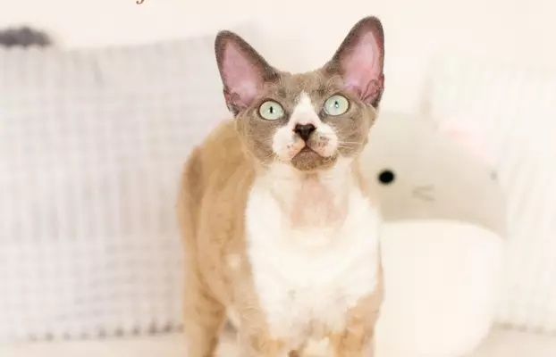 DEVON REX - Kocurek REYKJAVIK gotowy do odbioru, Warszawa 1